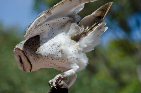 the barn owl is about to take off and fly awayの写真素材