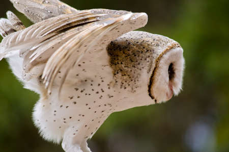 the barn owl is about to take off and fly awayの写真素材