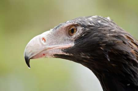 this is a close up of a wedge tailed eagle