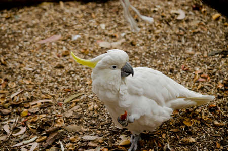 this is a close up of a sulphur crested cockatoo eatingの写真素材