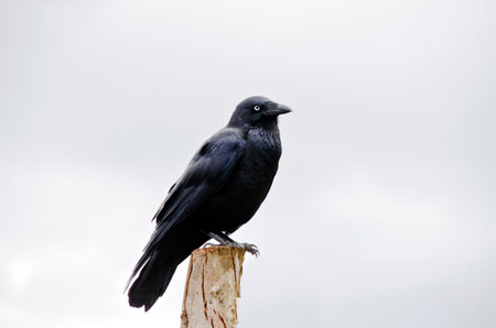 this is a close up of a juvenile Australian Raven  with blue eyes