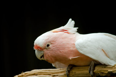 this is a close up of a major mitchellの写真素材