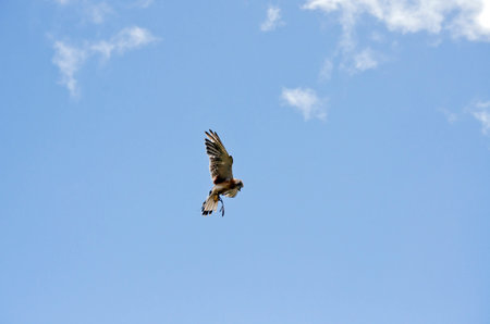 the nankeen falcon is flying high over headの写真素材