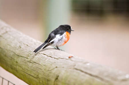 the red breasted robin is resting on a fence postの写真素材