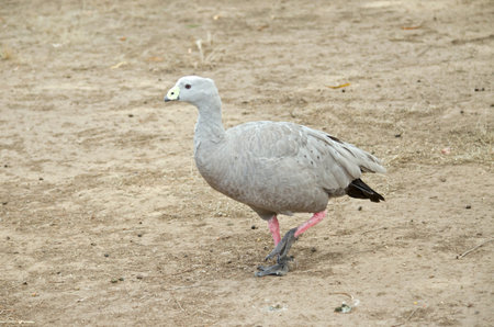 the cape barren goose is walking across the paddockの写真素材
