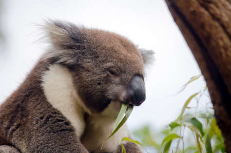 this is a close up of an  Australian koalaの写真素材