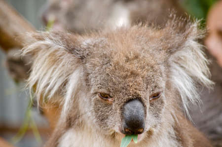 this is a close up of an  Australian koalaの写真素材