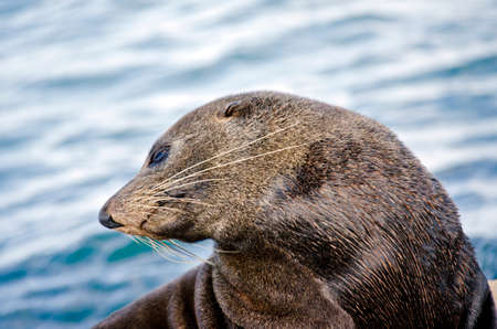 the Australian fur seal stretching his back into an archの写真素材