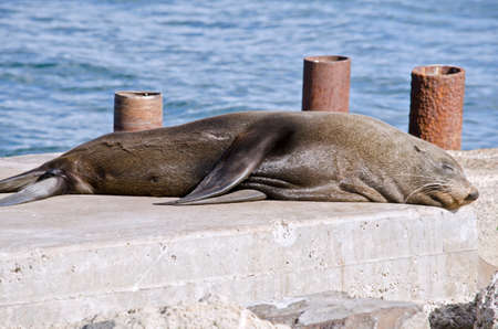 the Australian fur seal resting on some rocksの写真素材