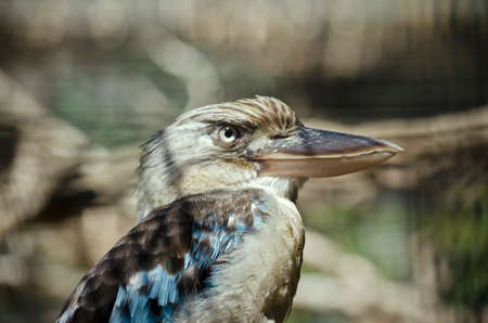 this is a close up of a blue winged kookaburraの写真素材