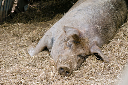 the pig is sleeping in his pen