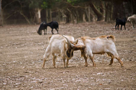 the goats are in the middle of the paddock fightingの写真素材