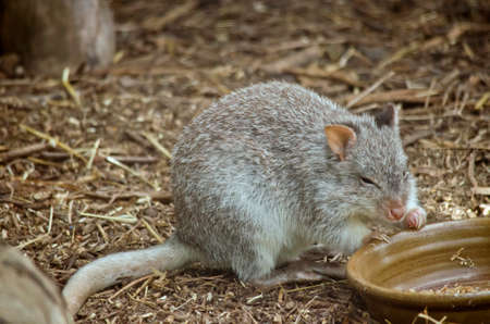 the rufous bettong is eating from a bowlの写真素材