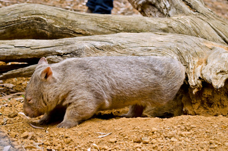 this is a close up of a common wombat