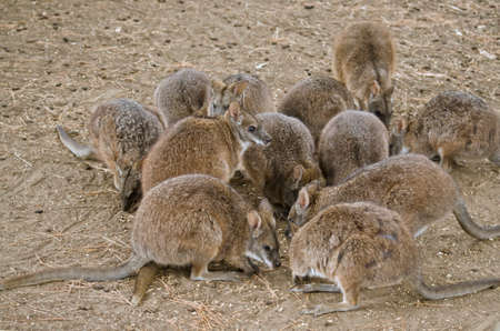 this is a mob of parma wallabies feedingの写真素材