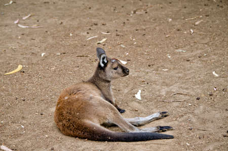 the Kangaroo-Island kangaroo is resting in the fielfの写真素材