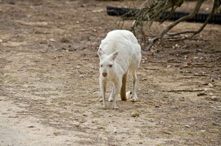 the albino eastern grey kangaroo is in a paddockの写真素材