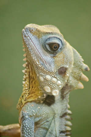this is a close up of a boyds forest lizardの写真素材