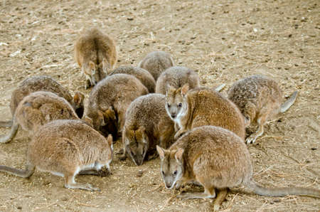 this is a mob of parma wallabies feedingの写真素材