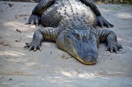 this is a close up of an alligatorの写真素材