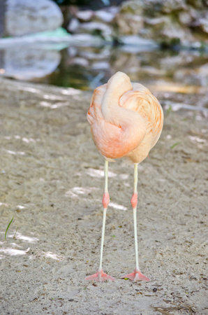 the flamingo is resting his head on his body while sleepingの写真素材