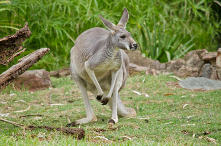 the male red kangaroo is grey in colorの写真素材