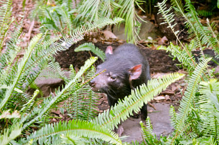 The Tasmanian devil is staring looking for foodの写真素材