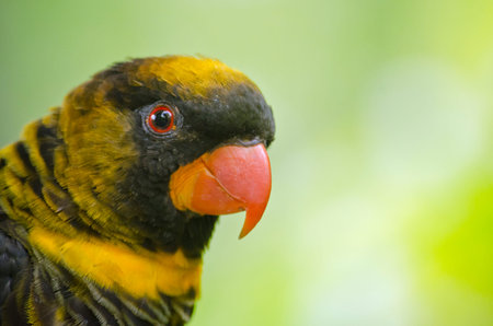 This is a close up of a dusty lory