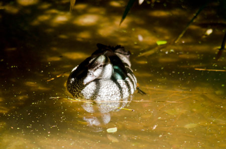 The green pygmy goose is swimming in dirty waterの写真素材