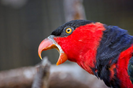 This is a close up of a black-capped lory