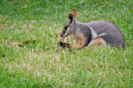 The yellow footed rock wallaby is resting in the grass