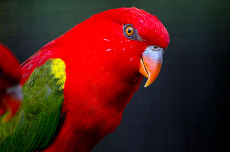 this is a close up of a chattering loryの写真素材