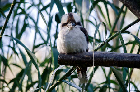 the laughing kookaburra is perched on a tree branchの写真素材