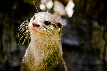 this is a close up of a small Asian otter standingの写真素材