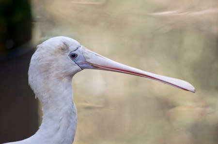 this is a close up of a yellow spoonbillの写真素材