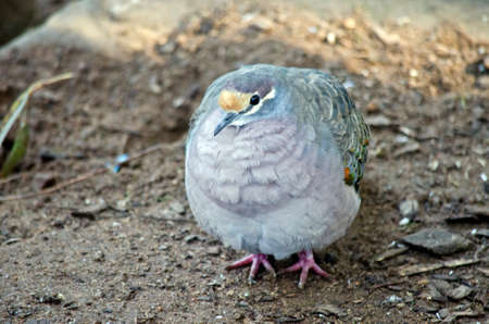 this is a close up of a common bronzewing pigeonの写真素材