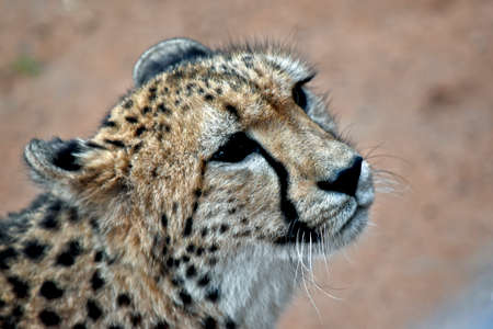 this is a close up of a cheetahの写真素材
