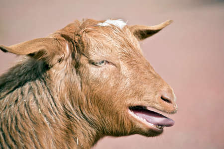 this is a close up of a young goat with mouth openの写真素材
