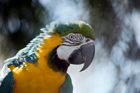 this is a close up of a blue and gold macawの写真素材
