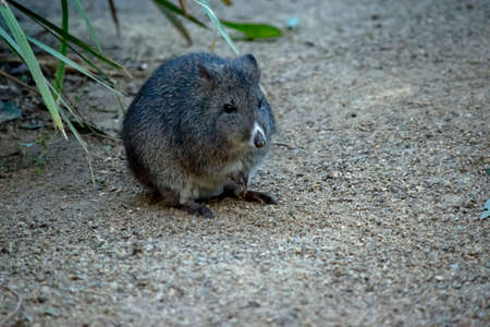 the long nosed potoroo is resting in a gardenの写真素材