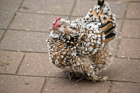 this is a close up of a frizzle chicken