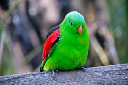 this is a close up of a red winged parrotの写真素材