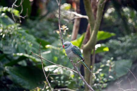 the malabar parakeet is resting on a branchの写真素材