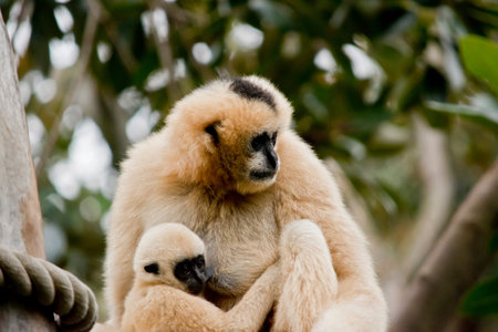 the white faced gibbon is cuddling her infant