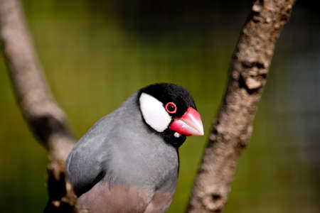 this is a close up of a java finchの写真素材