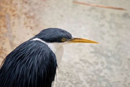 this is a close up of a pied cormorantの写真素材