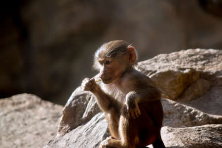 the young baboon is sitting and chewing on a stickの写真素材