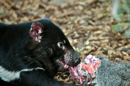 this is a close up of a Tasmanian devil eating a wallabyの写真素材