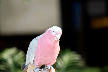 the galah is perched and restingの写真素材