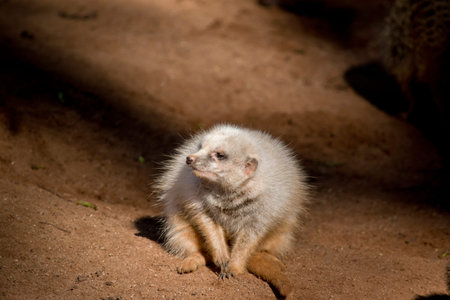 this is a close up of aalbino meerkat